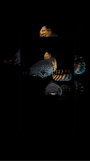 Channa Fish Wallpaper 3D Screenshot 1