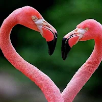 Flamingo Bird Wallpapers