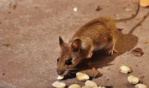 Mouse wallpapers Screenshot 1