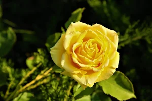 Yellow Rose Wallpapers Screenshot 1