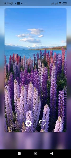 Lupine Flower WalL Screenshot 1