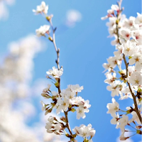 Cherry Blossom Live Wallpaper