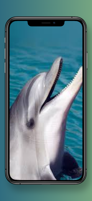 Dolphin Wallpapers 4k HD Screenshot 2