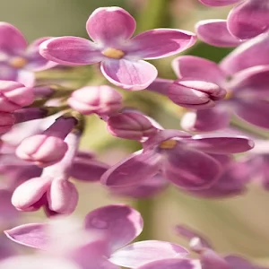 Lilac Wallpapers Screenshot 1