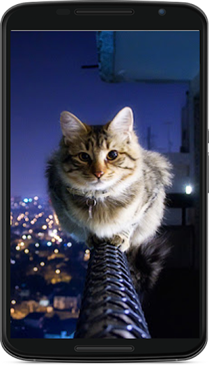 cat wallpaper Screenshot 3