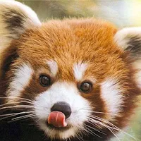 GUESS THE ANIMAL guess