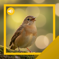 Nightingale Sounds & Story
