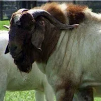 Kilimo na Mifugo