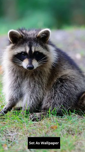 Raccoon wallpaper Screenshot 0