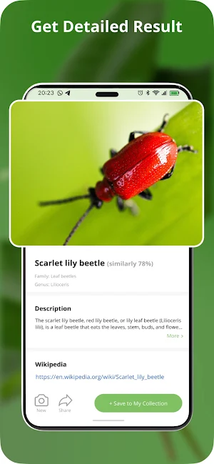 Identify This Bug Screenshot 3