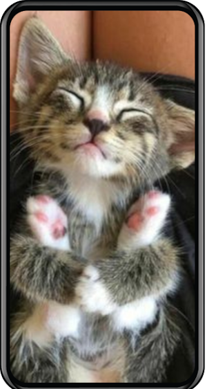 Cat Wallpapers Screenshot 2