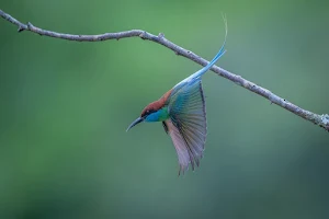 European bee eater Wallpapers Screenshot 2