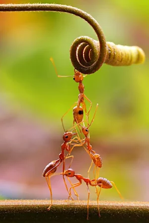 Ant Wallpapers Screenshot 2