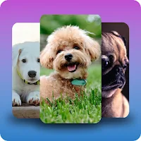 Puppy wallpaper background