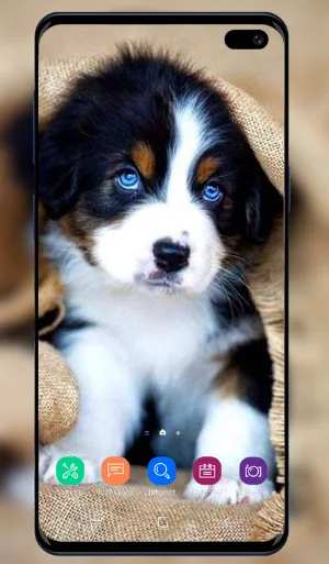 Puppy Wallpaper Screenshot 3