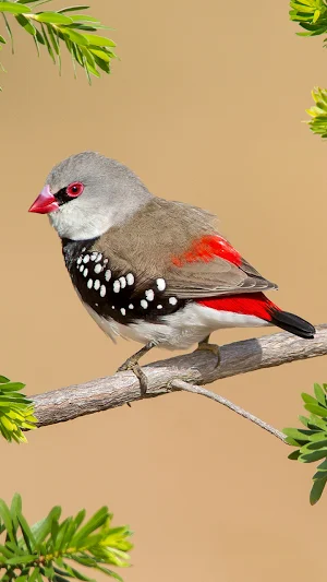 Birds Wallpaper in 4K Screenshot 1