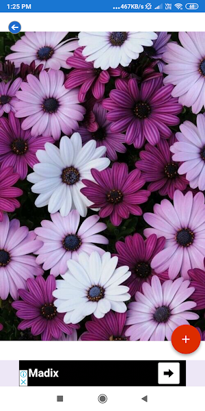 Purple HD Wallpapers Screenshot 1