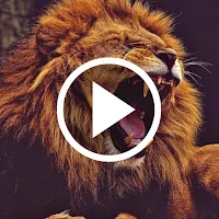Lion Video Wallpaper