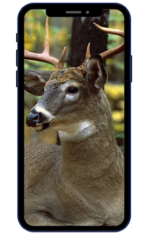 Deer Wallpaper Screenshot 1