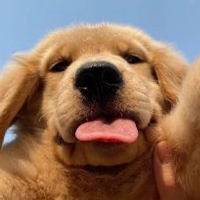 Wallpapers of Cute Dogs