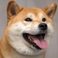 Shiba Inu Wallpaper