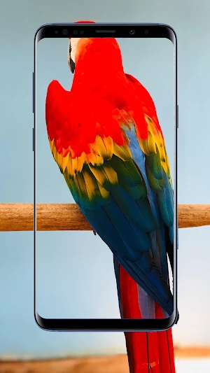Parrot Wallpaper Screenshot 3