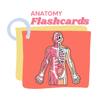 Anatomy Flashcards 2025