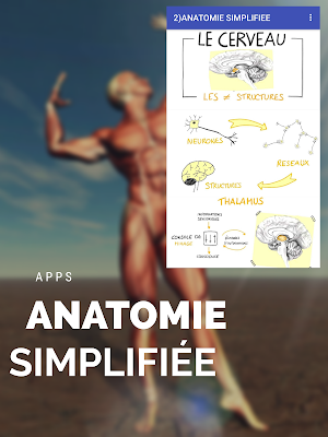 radio-anatomie"scanner cérébral" Screenshot 2