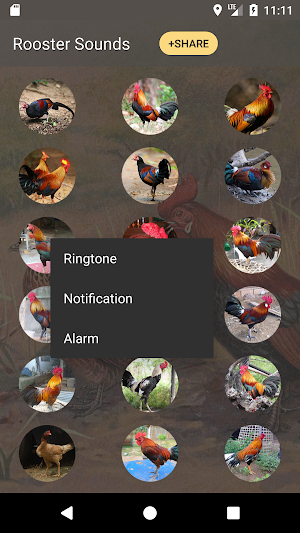 Rooster Sound and Ringtones Screenshot 3