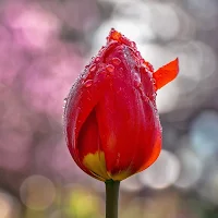 Tulip Flower Wallpaper HD