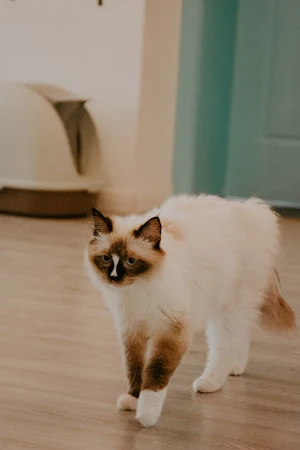 cute kitten  _ cat wallpapers Screenshot 1