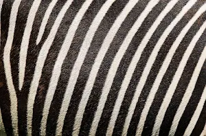 Zebra print wallpapers Screenshot 0