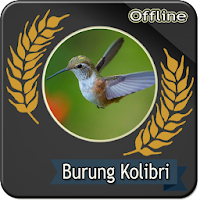Suara Burung Kolibri Pikat