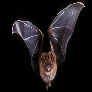 Bat Sounds Screenshot 1