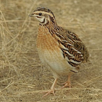 Quail Sounds