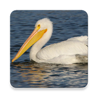 Pelican Bird Sound Collections ~ Sclip.app
