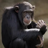 Animal Sounds - The sounds of animals