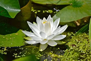Water Lily Wallpaper HD Screenshot 3