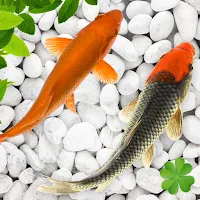 4k Koi Fish Live Wallpapers 3D