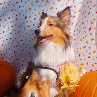Shetland sheepdog Wallpapers