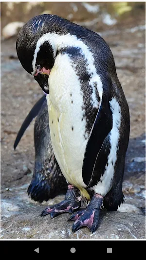 Beautiful Penguin Wallpapers Screenshot 0