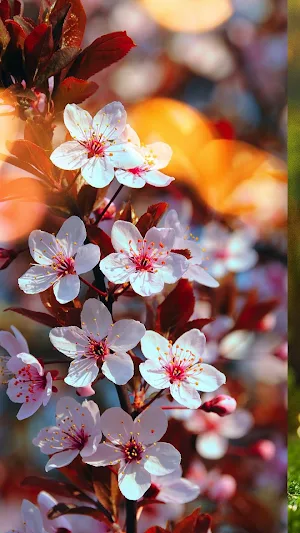 Flower Nature Wallpapar HD 4K Screenshot 2