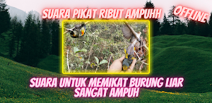 Pikat Burung Ribut Offline Screenshot 1