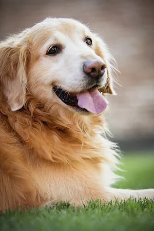 Golden Retriever Wallpapers Screenshot 3