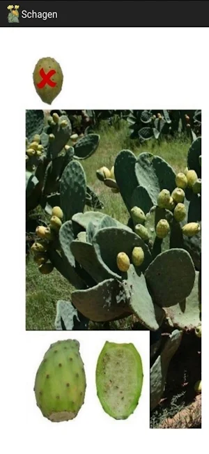 CactiGrow Screenshot 1