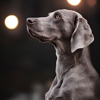 Weimaraner Dog Wallpapers