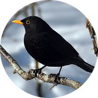 Black Bird Call Sounds