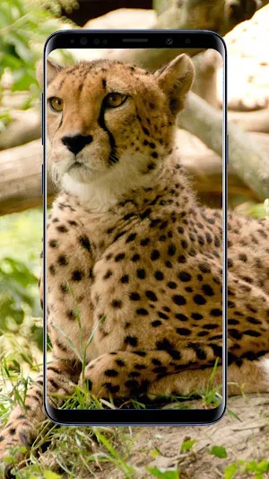 Cheetah Wallpapers Screenshot 1