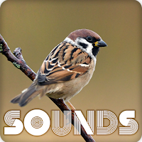 Sparrow Bird Sound Ringtones