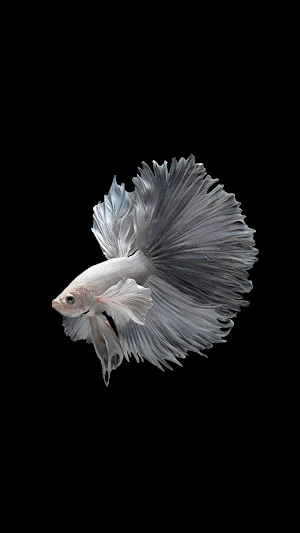 Betta Fish Wallpaper Screenshot 3
